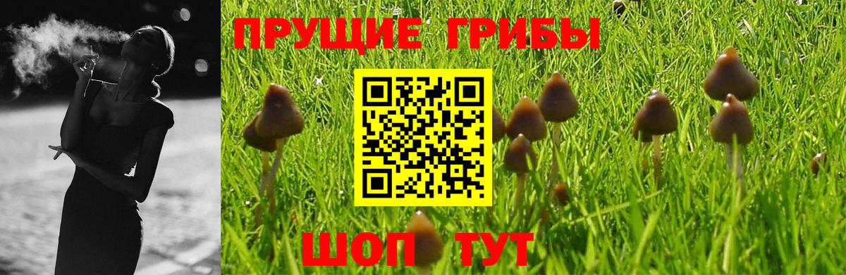 где найти   Псилоцибиновые грибы Psilocybine cubensis  Вход с VPN  Камышин 